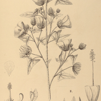 101. PAVONIA I. Blanchetiana, II. macrostyla.