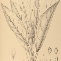 102. PAVONIA I. longipedunculata, II. Bahiensis.