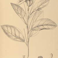 103. PAVONIA alnifolia.