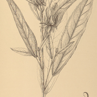 104. PAVONIA Selloi.