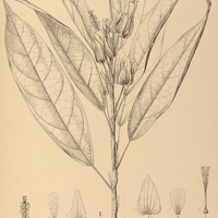 105. GOETHEA I. Makoyana, II. strictiflora.