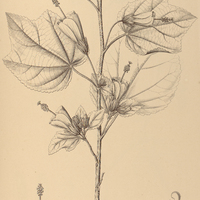 106. MALVAVISCUS mollis.