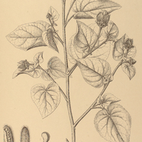 107. HIBISCUS I. sororius, II. dimidiatus.