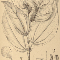 108. HIBISCUS I. Peterianus, II. spathulatus.