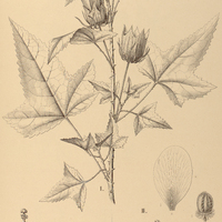 109. HIBISCUS I. ingratus, II. Selloi.