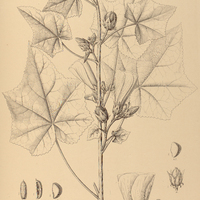 110. HIBISCUS I. Henningsianus, II. laxiflorus.