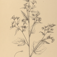 111. KOSTELETZKYA sagittata.