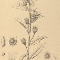 112. CIENFUEGOSIA I. phlomidifolia, II. heterophylla.