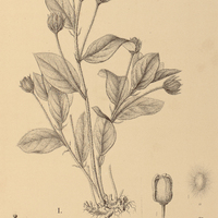 113. CIENFUEGOSIA I. Riedelii, II. Argentina.