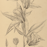 114. GOSSYPIUM barbadense.