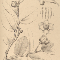 1. ANONA coriacea.