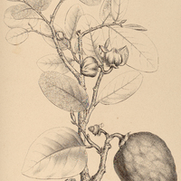 2. ANONA crassiflora.