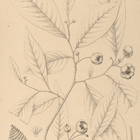 3. ANONA tenuiflora.