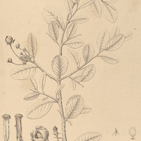 4. ANONA spinescens.