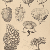5. I. ANONA squamosa, I. A cancellata, II. A. crassiflora, III. DUGUETIA Spixiana, IV. ANAXAGORAEA…