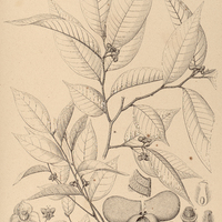6. ROLLINIA I. parviflora, II. cuspidata.