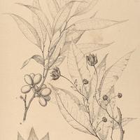 7. GUATTERIA I. psilopus, II. Martiana.