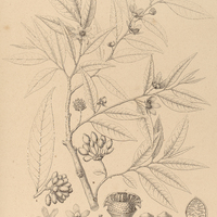9. I. GUATTERIA subsessilis, II. G. Pohliana.