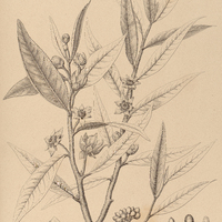 10. GUATTERIA villosissima.