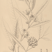 11. GUATTERIA odontopetala.