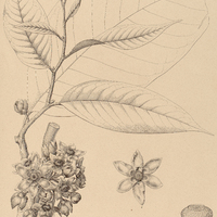 12. GUATTERIA ferruginea.