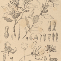 13. I. XYLOPIA barbata II. UVARIA brasiliensis. III. XYLOPIA frutescens.