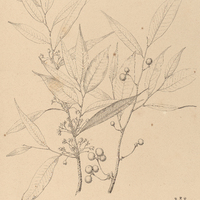 14. BOCAGEA multiflora.