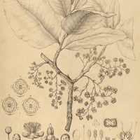 15. CURATELLA americana.