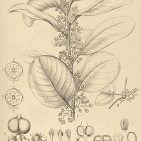 16. PINZONA I. coriacea, II. calineoides.