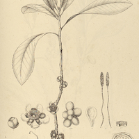 17. DOLIOCARPUS grandiflorus.