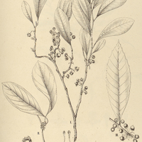 18. DOLIOCARPUS I. elegans, II. glomeratus, III. castaneaefolius.