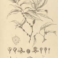 19. DOLIOCARPUS brevipedicellatus.