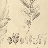20. EMPEDOCLEA alnifolia.