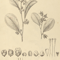 21. TETRACERA lasiocarpa.
