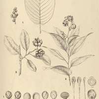 22. TETRACERA I. costata, II. grandiflora.