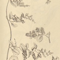 23. TETRACERA Radula.
