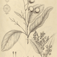 24. DAVILLA I. macrocarpa, II. angustifolia.