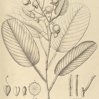 25. DAVILLA vaginata.