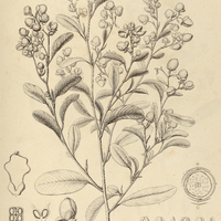 26. DAVILLA villosa.