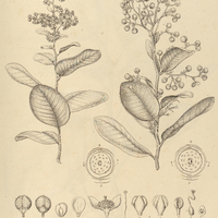27. DAVILLA lucida.