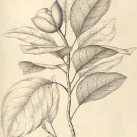 28. TALAUMA ovata.
