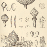 29. TALAUMA ovata.