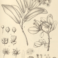 30. DRIMYS Winteri. I.var.ß.chilensis, II.var ?.magellanica.
