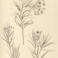 31. DRIMYS Winteri. I. var.?.granatensis, II.var.?.revoluta, III.var.?.angustifolia.