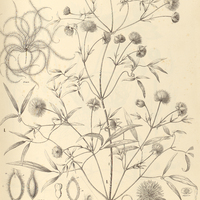 33. CLEMATIS I. campestris, II. dioica var. brasiliana.