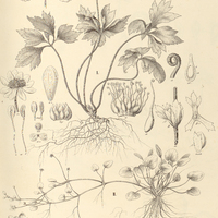 34. I. ANEMONE Sellowii, II. RANUNCULUS flagelliformis.