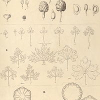 35. I. RANUNCULUS apiifolius. II. ANEMONE decapetala. III. CLEMATIS a. campestris, b. Hilarii, c…