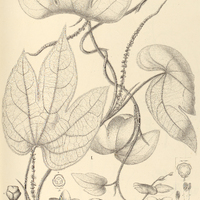 36. I. DISCIPHANIA lobata ?, II. CHONDODENDRON tomentosum ?.