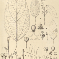 37. ANOMOSPERMUM grandifolium, II.A.japurense, III.A.reticulatum, IV. SOMPHOXYLON Wullschlaegelii.