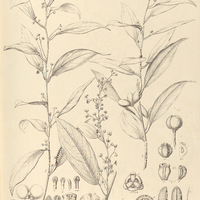 38. ANOMOSPERMUM Schomburgkii.